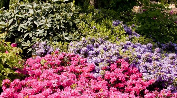 Uprawa Rhododendronów w ogrodzie