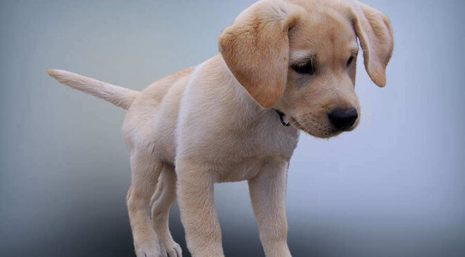 Czym karmić szczeniaka?